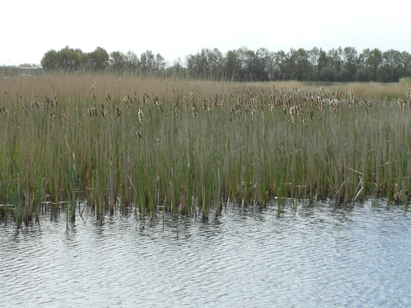 Reis Friesland 007