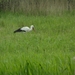 Reis Friesland 019