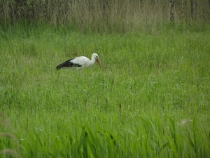 Reis Friesland 019