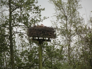 Reis Friesland 021