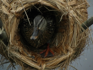 Reis Friesland 027