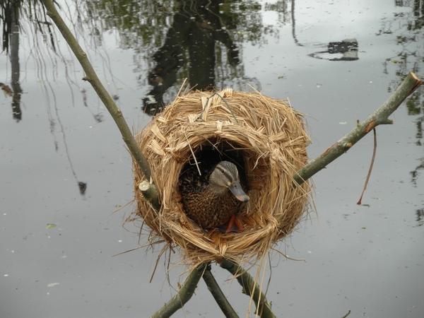 Reis Friesland 028