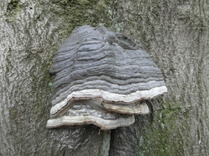 Reis Friesland 040