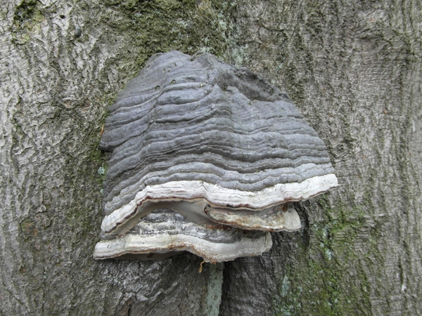 Reis Friesland 040