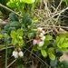 Reis Friesland 044