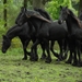 Reis Friesland 053