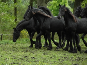 Reis Friesland 053