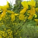 Reis Friesland 056