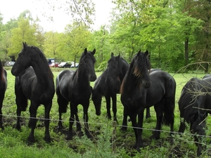 Reis Friesland 057