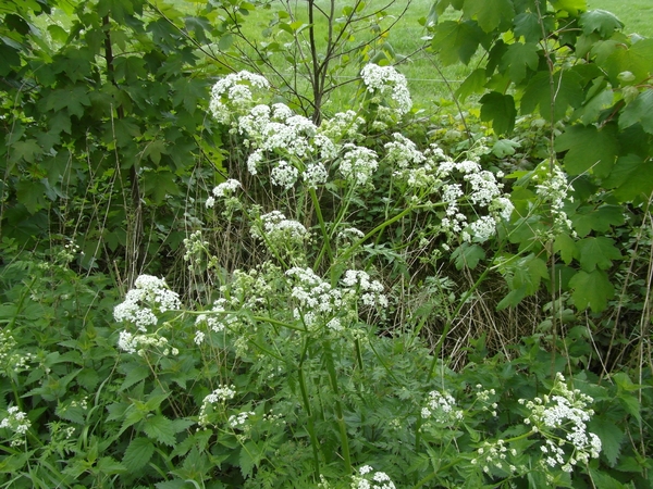 Reis Friesland 063