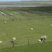Reis Friesland 110