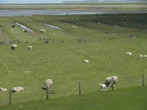 Reis Friesland 110