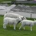 Reis Friesland 112