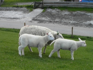 Reis Friesland 112