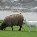 Reis Friesland 113