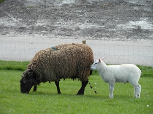 Reis Friesland 113