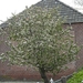 Reis Friesland 128