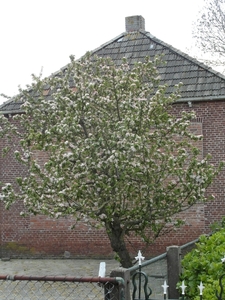 Reis Friesland 128