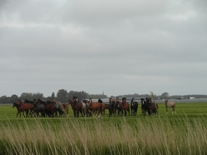 Reis Friesland 130
