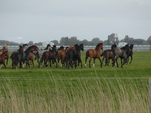 Reis Friesland 131