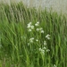 Reis Friesland 136