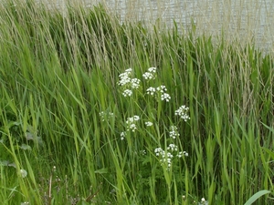 Reis Friesland 136