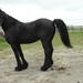Reis Friesland 139