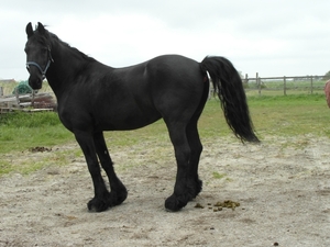 Reis Friesland 139