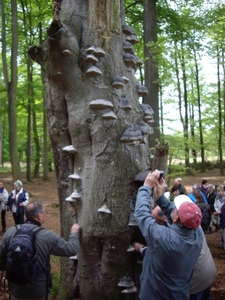 Friesland  Bunt 22-26-mei 2013 042