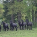 Friesland  Bunt 22-26-mei 2013 051