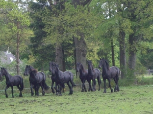 Friesland  Bunt 22-26-mei 2013 051