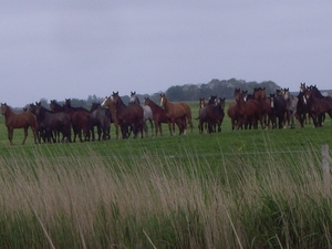 Friesland  Bunt 22-26-mei 2013 006