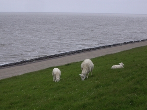 Friesland  Bunt 22-26-mei 2013 118