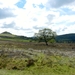 My Yorkshire 015