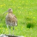 My Yorkshire 016