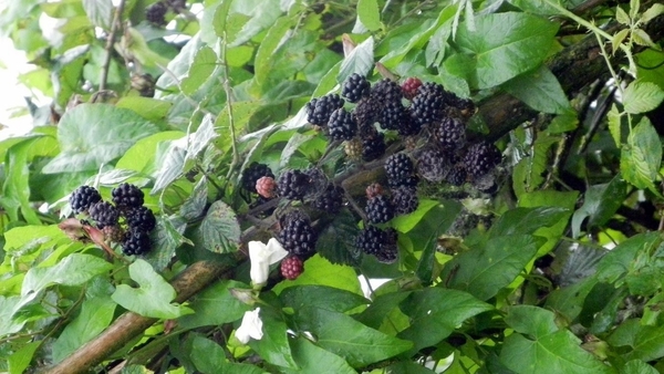 DSCN4483