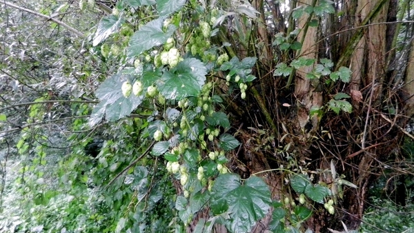 DSCN4486