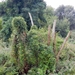 DSCN4517