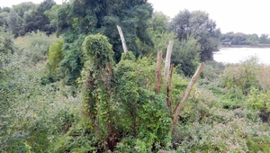 DSCN4517