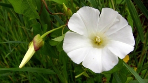 Haagwinde 03