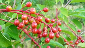 Vogelkers 44