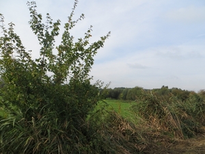 2013-10-12 liedekerke 014