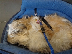 Suzy was uitgeteld en lag al op de trein in slaap