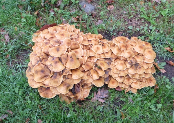 2013-10-18 Ieper 020