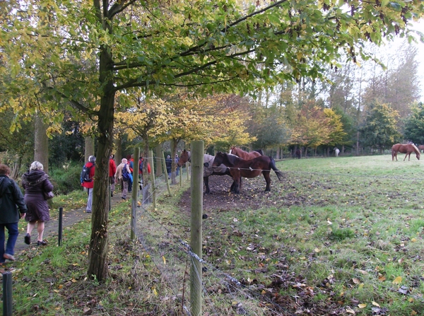 Pluswandeling Zwalm October 2013 006