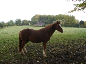 Pluswandeling Zwalm October 2013 007