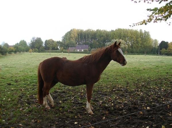 Pluswandeling Zwalm October 2013 007