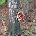 2013-10-20 Meldert 005