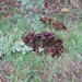 2013-10-20 Meldert 010
