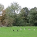 2013-10-20 Meldert 012
